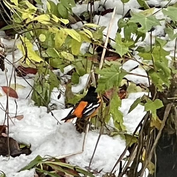 Baltimore Oriole - ML645176365