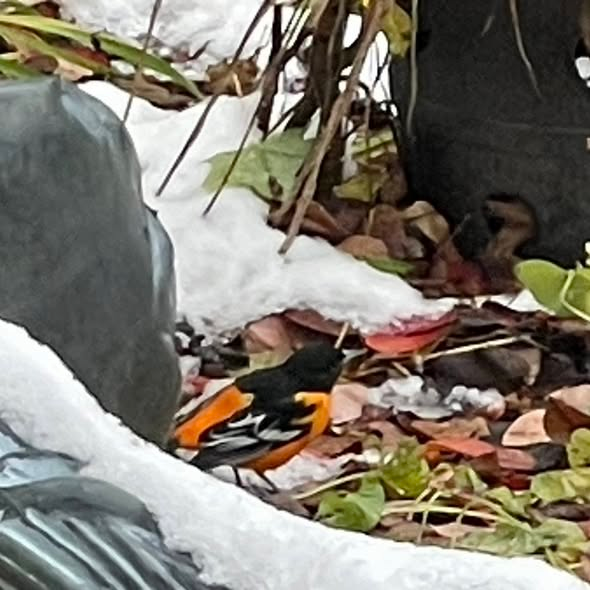 Baltimore Oriole - ML645176366