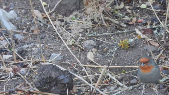 Tucuman Mountain Finch - ML645176377