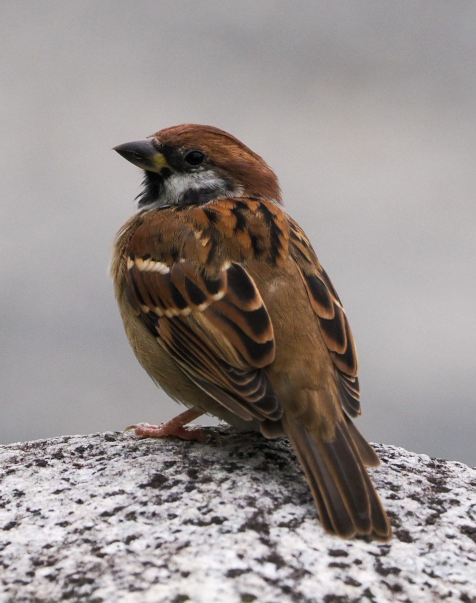 Gorrión Molinero - ML645176392