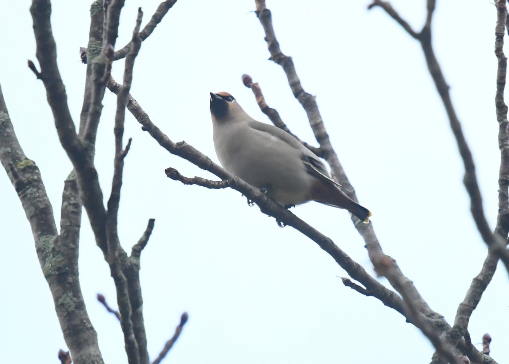 Bohemian Waxwing - ML645176396