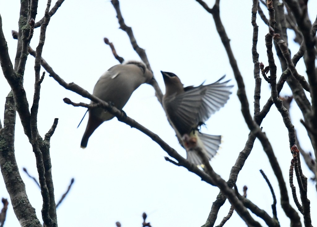 Bohemian Waxwing - ML645176397