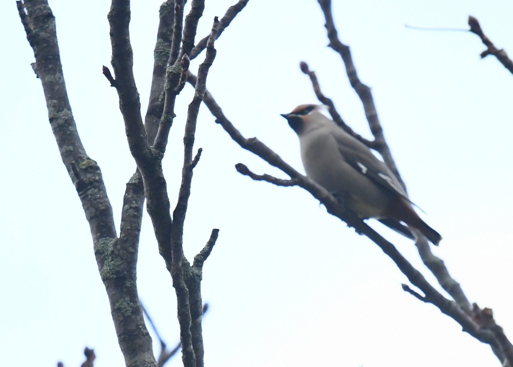 Bohemian Waxwing - ML645176402