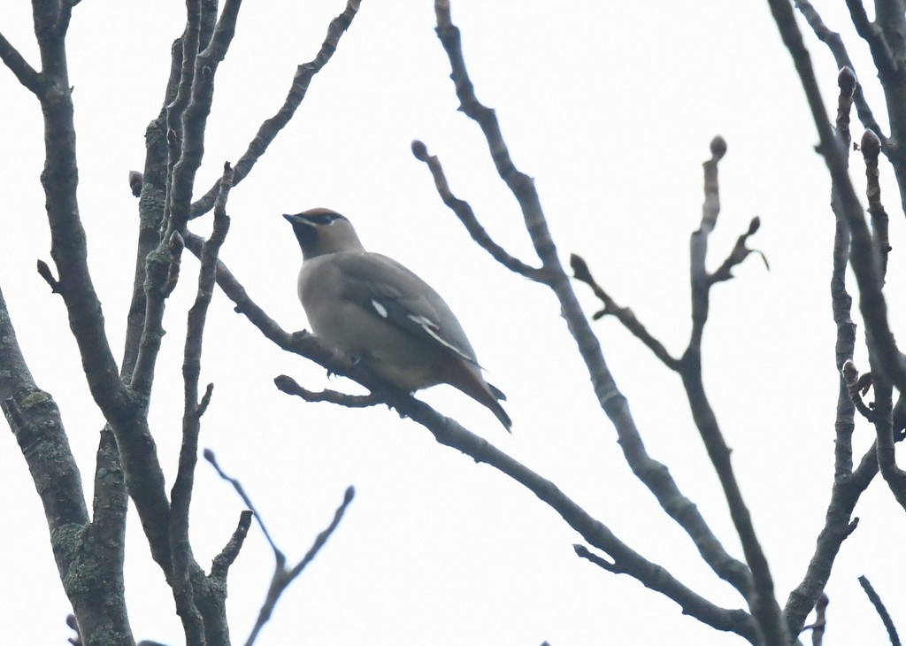 Bohemian Waxwing - ML645176403