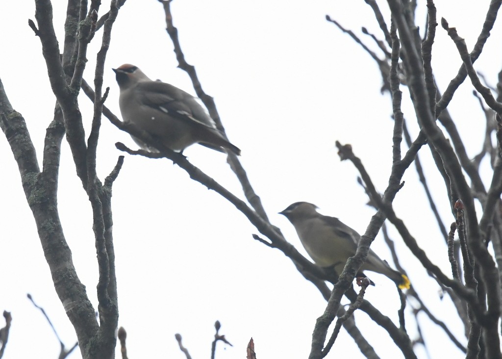 Bohemian Waxwing - ML645176404