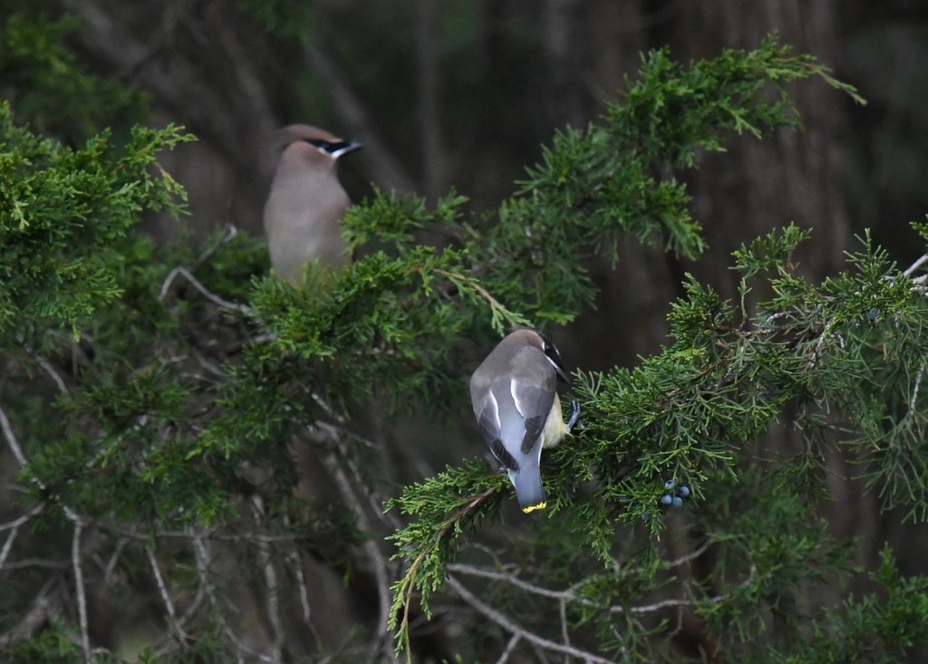 Cedar Waxwing - ML645176413