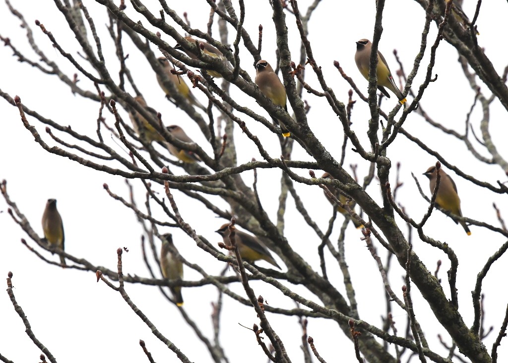 Cedar Waxwing - ML645176414
