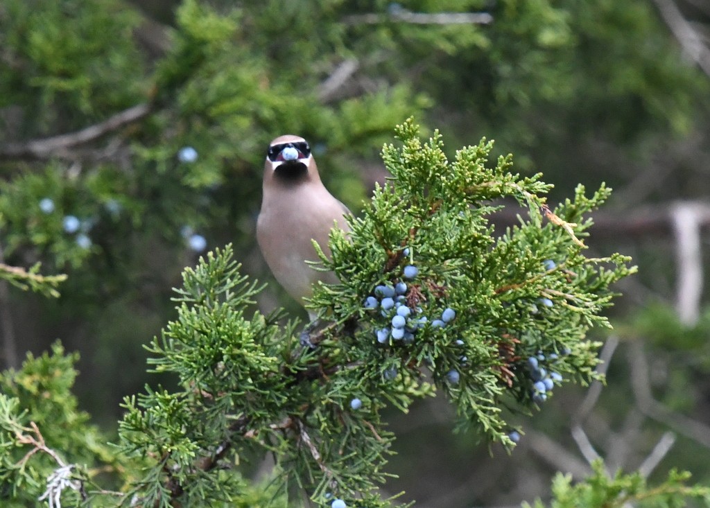Cedar Waxwing - ML645176415