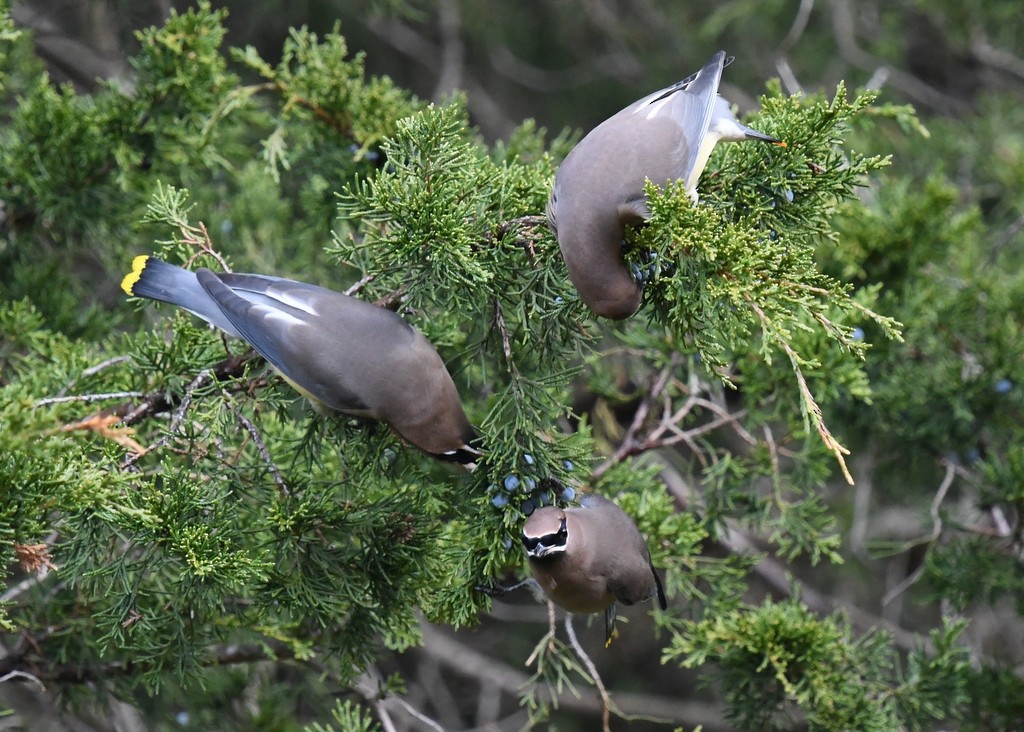 Cedar Waxwing - ML645176416