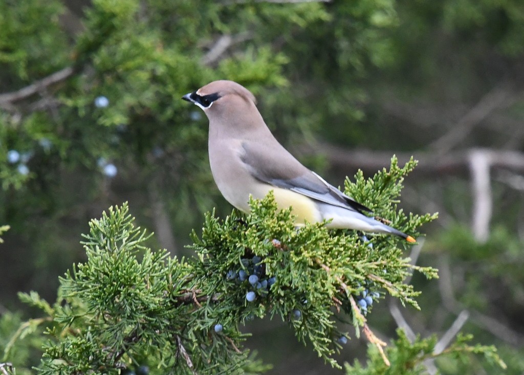 Cedar Waxwing - ML645176417