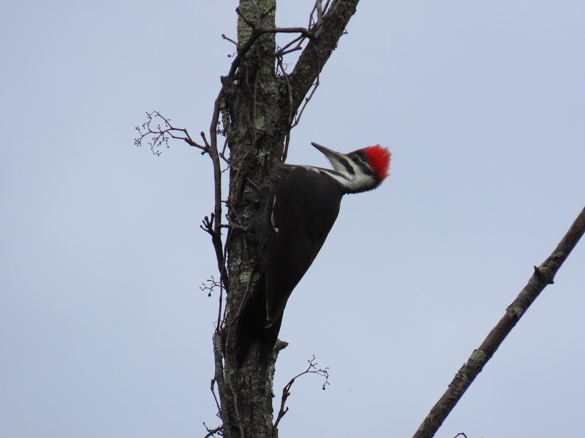 Pileated Woodpecker - ML645176422