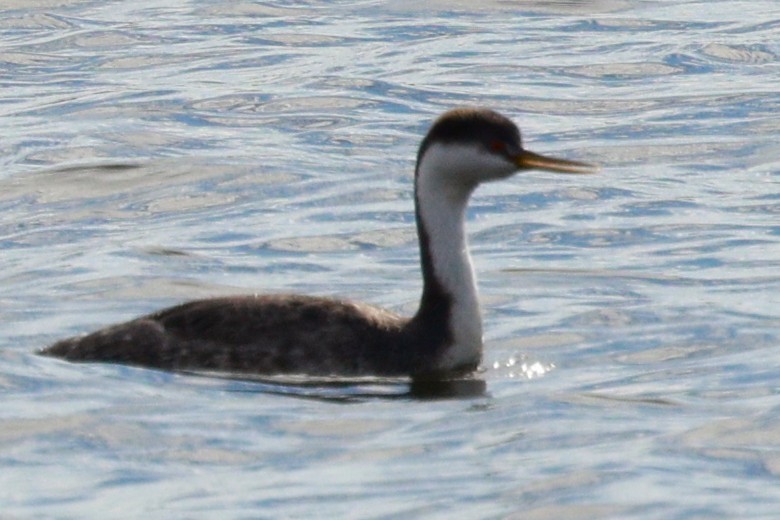 Western Grebe - ML645176425