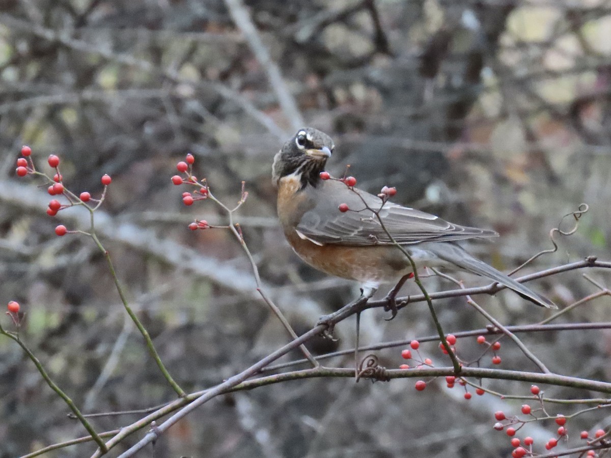 Zozo papargorria - ML645176428