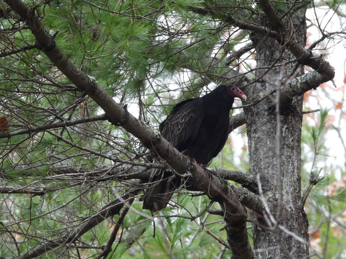 Turkey Vulture - ML645176429