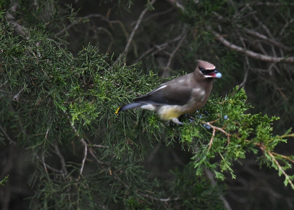 Cedar Waxwing - ML645176430