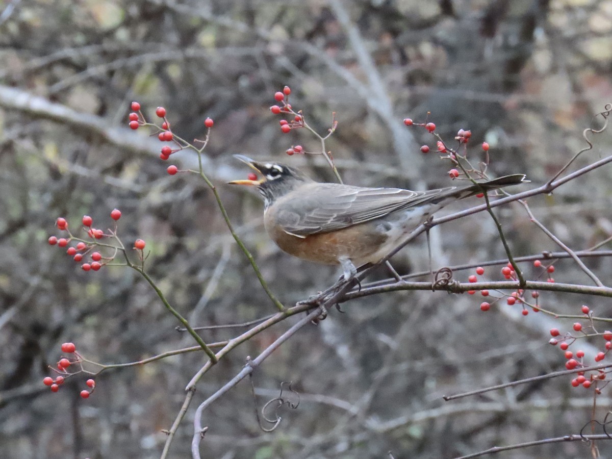 Zozo papargorria - ML645176431