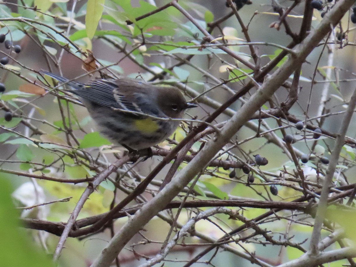 Yellow-rumped Warbler - ML645176436