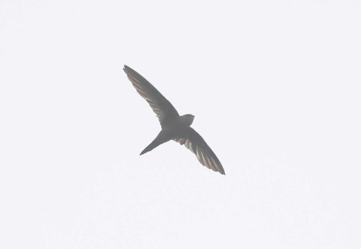 kanariseiler - ML645176441