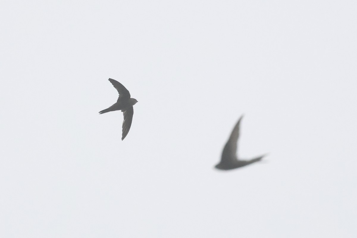 kanariseiler - ML645176443