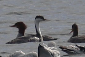 Western Grebe - ML645176446