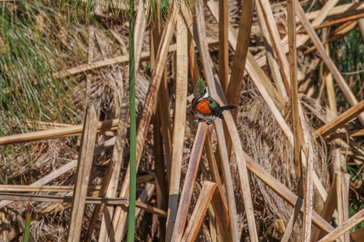 Green Kingfisher - ML645176448