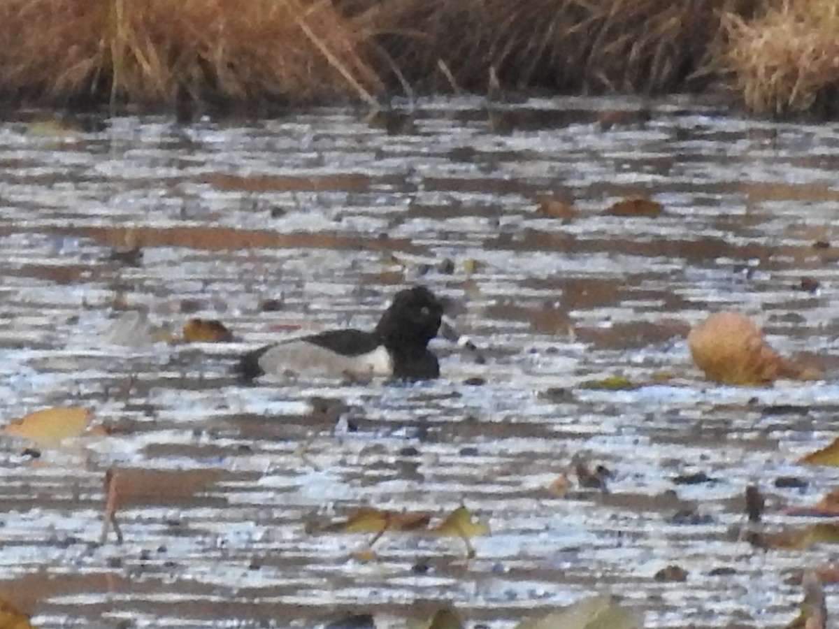 Ring-necked Duck - ML645176469