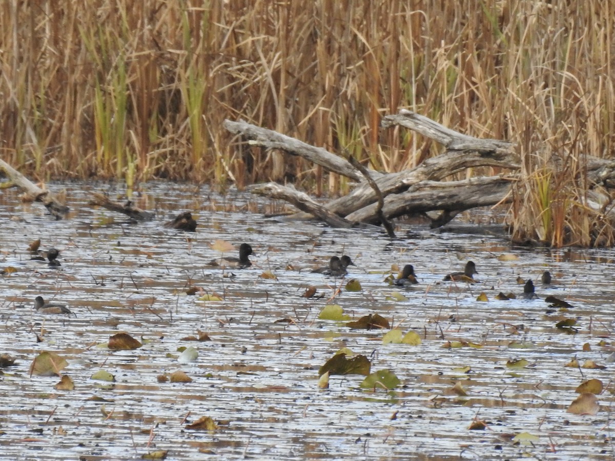 Ring-necked Duck - ML645176470