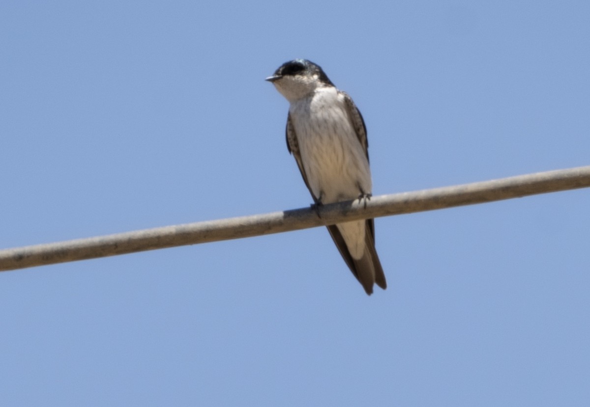 Tumbes Swallow - ML645176477