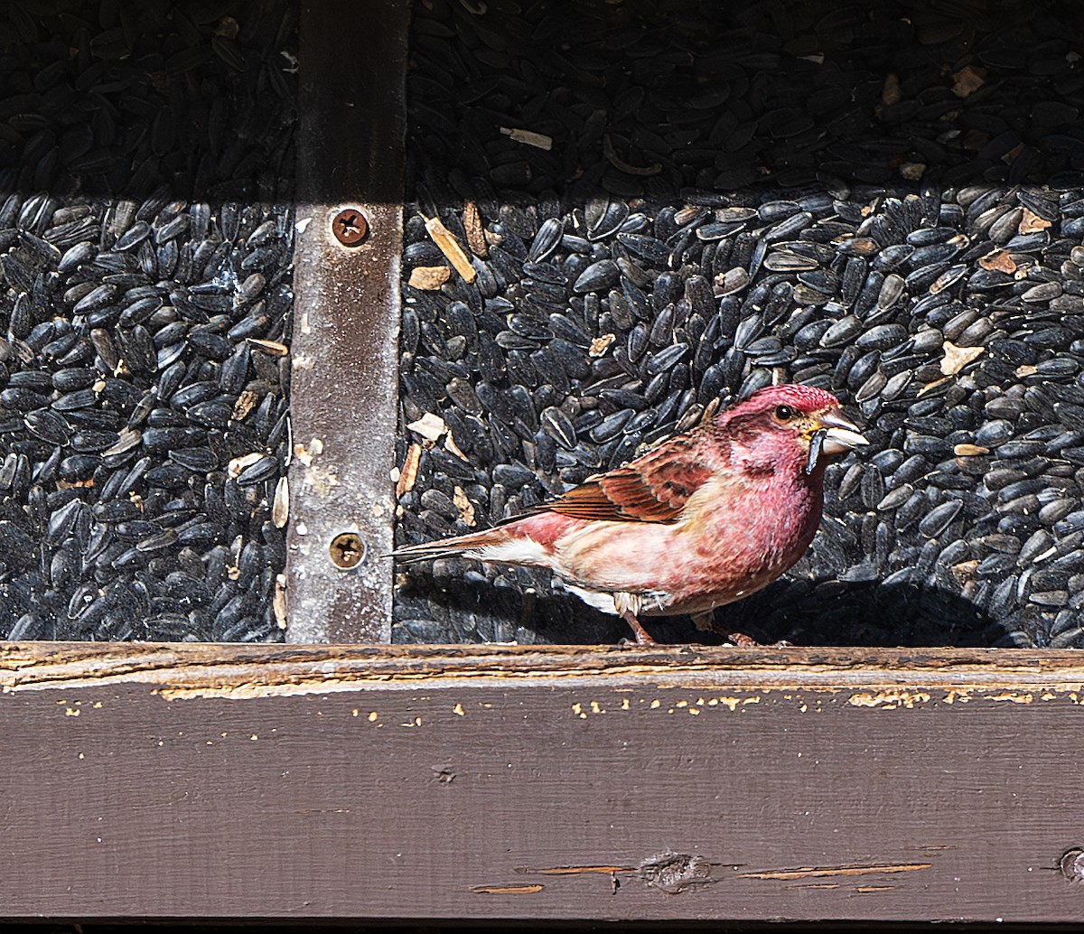 Purple Finch - ML645176483