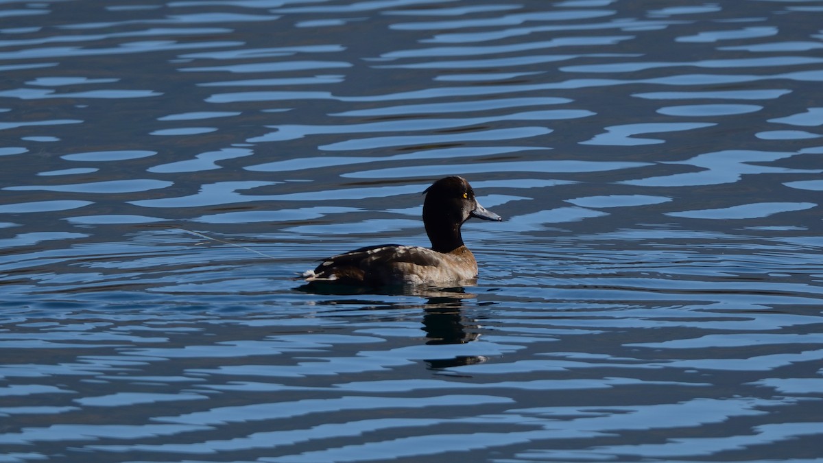 Tufted Duck - ML645176487