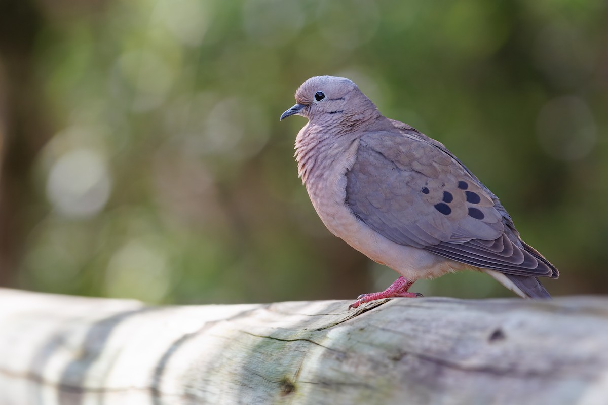 Eared Dove - ML645176497