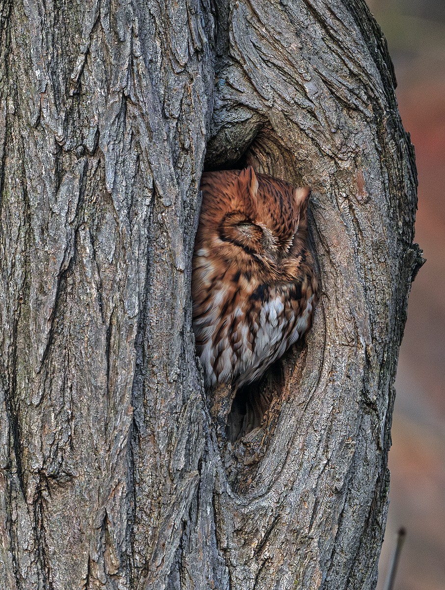 Eastern Screech-Owl - ML645176509