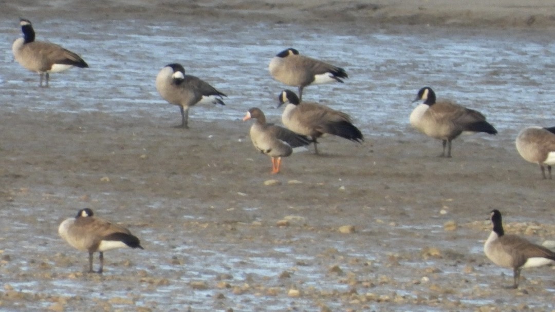 Antzara muturzuria - ML645176510