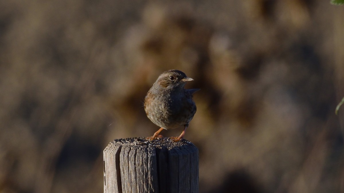 Accenteur mouchet - ML645176511