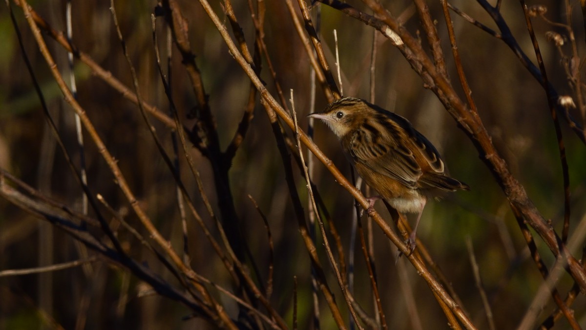 Zitting Cisticola - ML645176519
