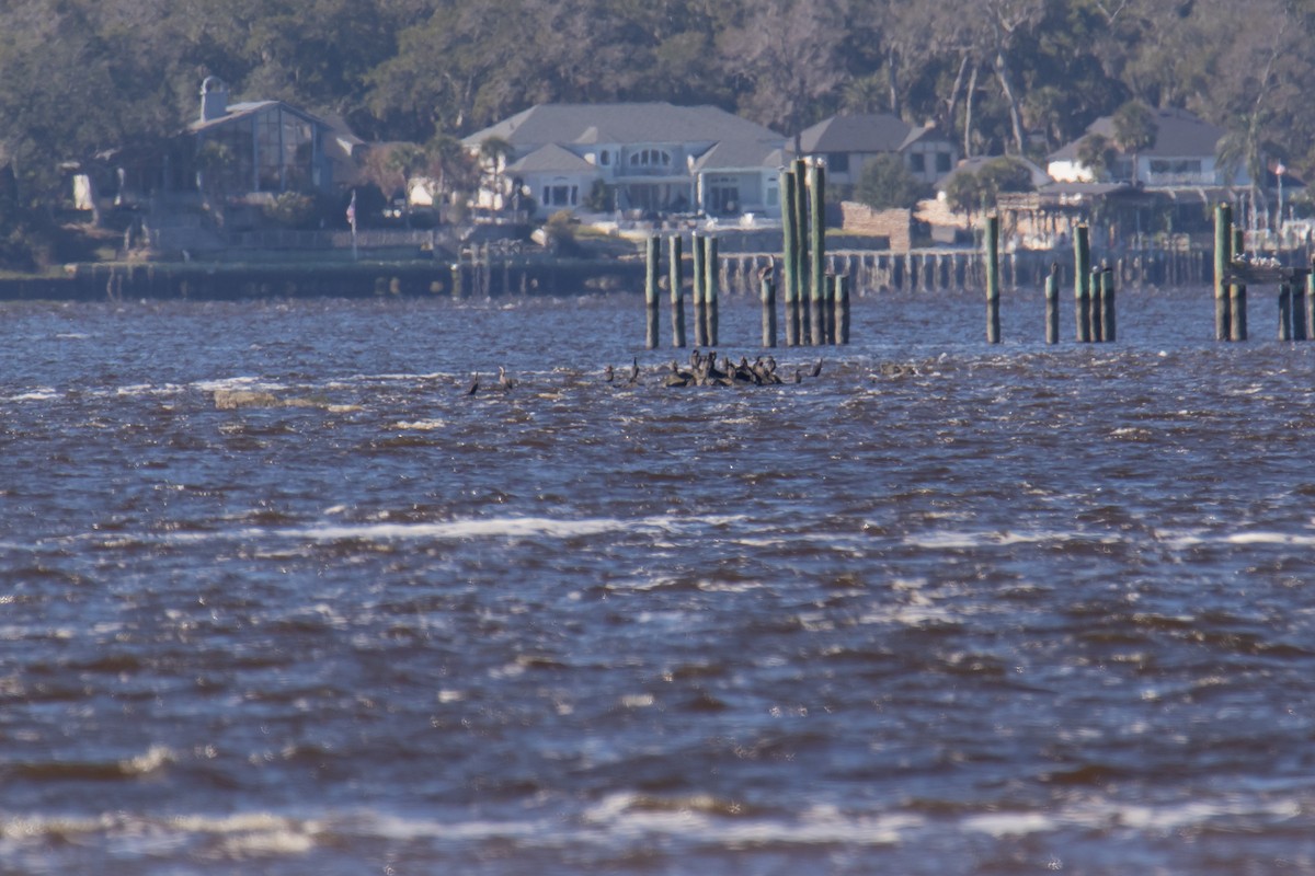 Anhinga Americana - ML645176525