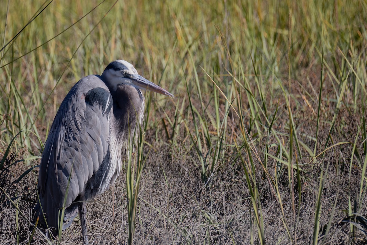 Garza Azulada - ML645176543