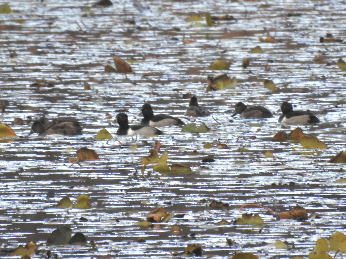Ring-necked Duck - ML645176561