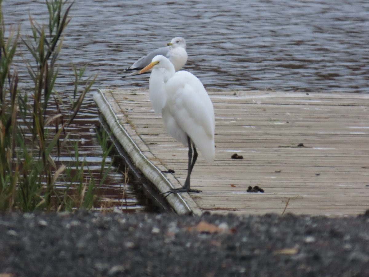 Koartza zuria - ML645176570