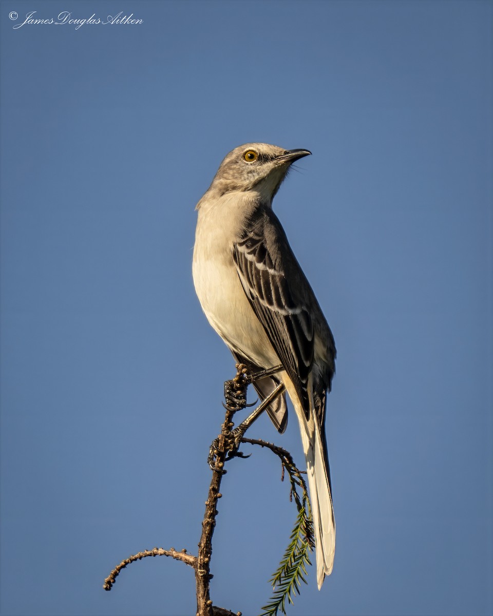 Пересмішник багатоголосий - ML645176571