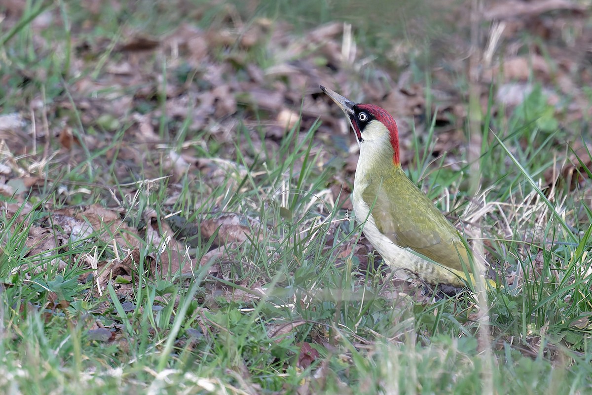נקר ירוק - ML645176572