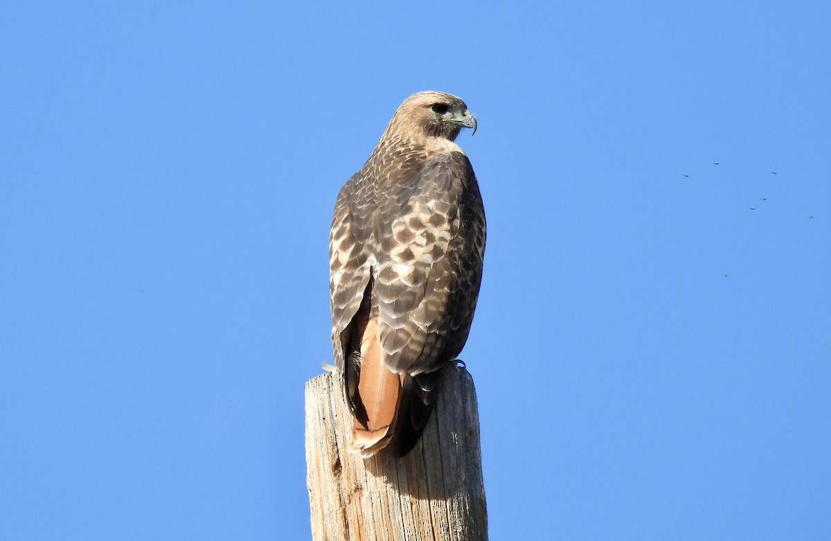 Red-tailed Hawk - ML645176623