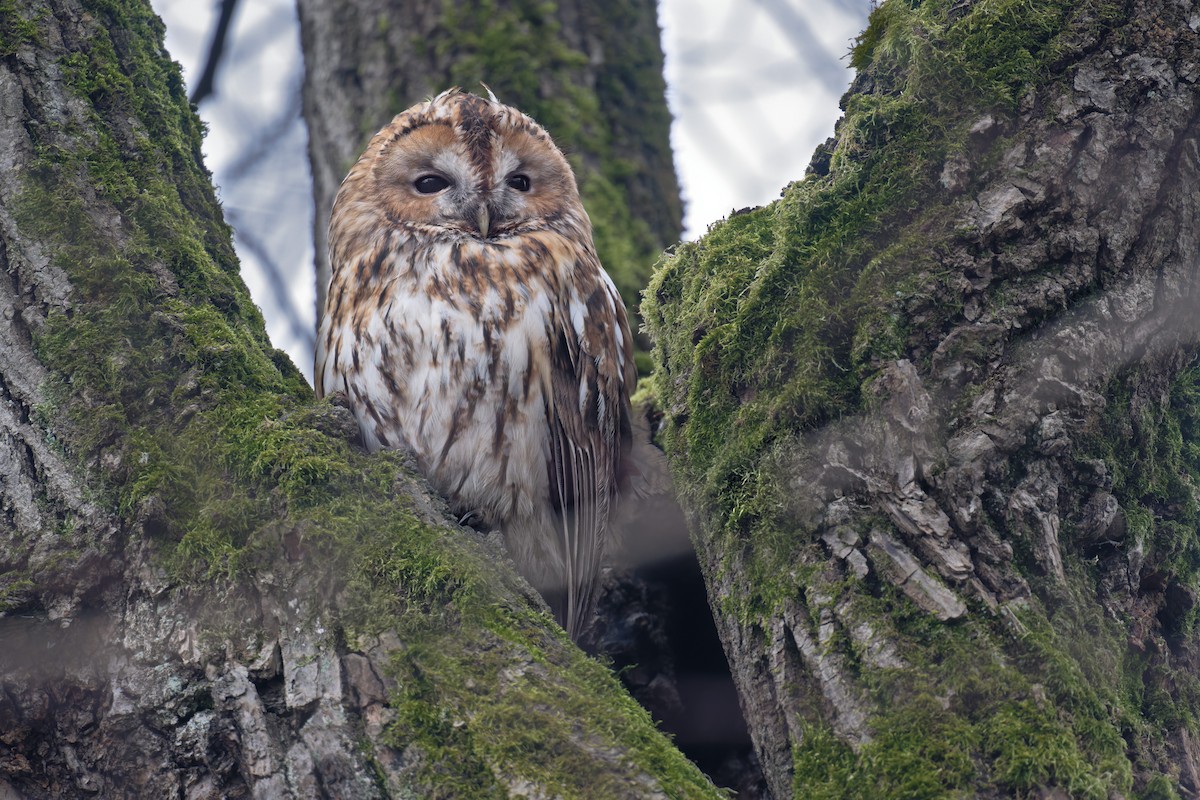 Chouette hulotte - ML645176637