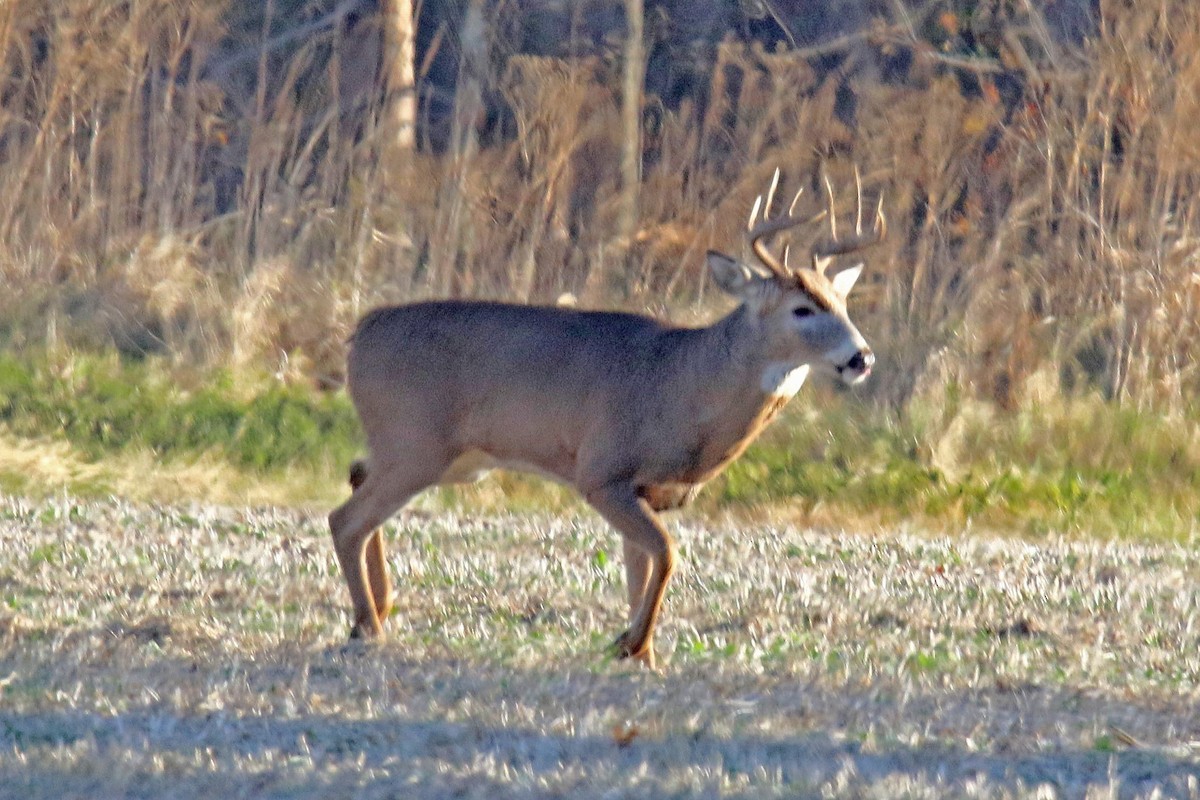White-tailed Deer - ML645176638