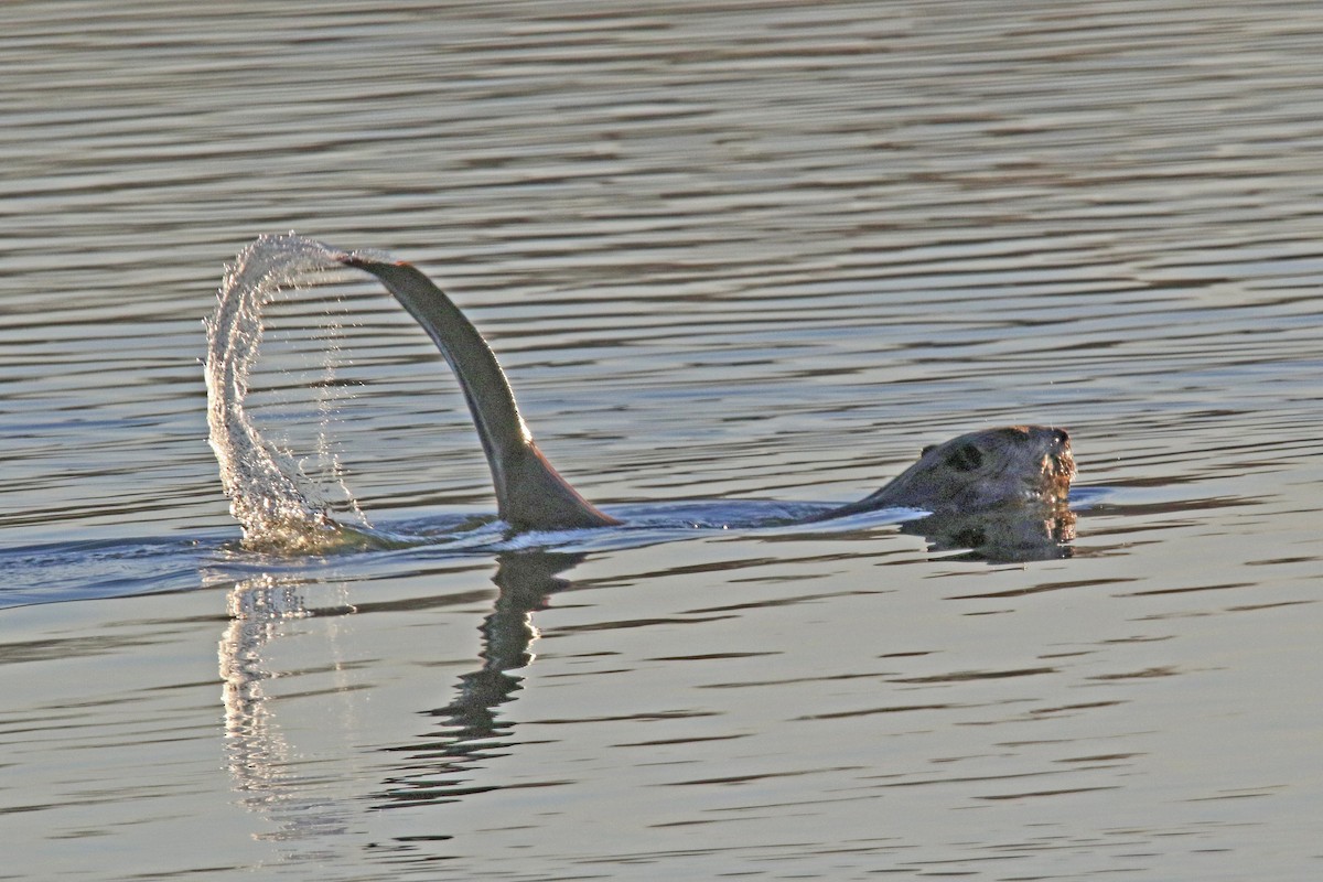 American Beaver - ML645176639