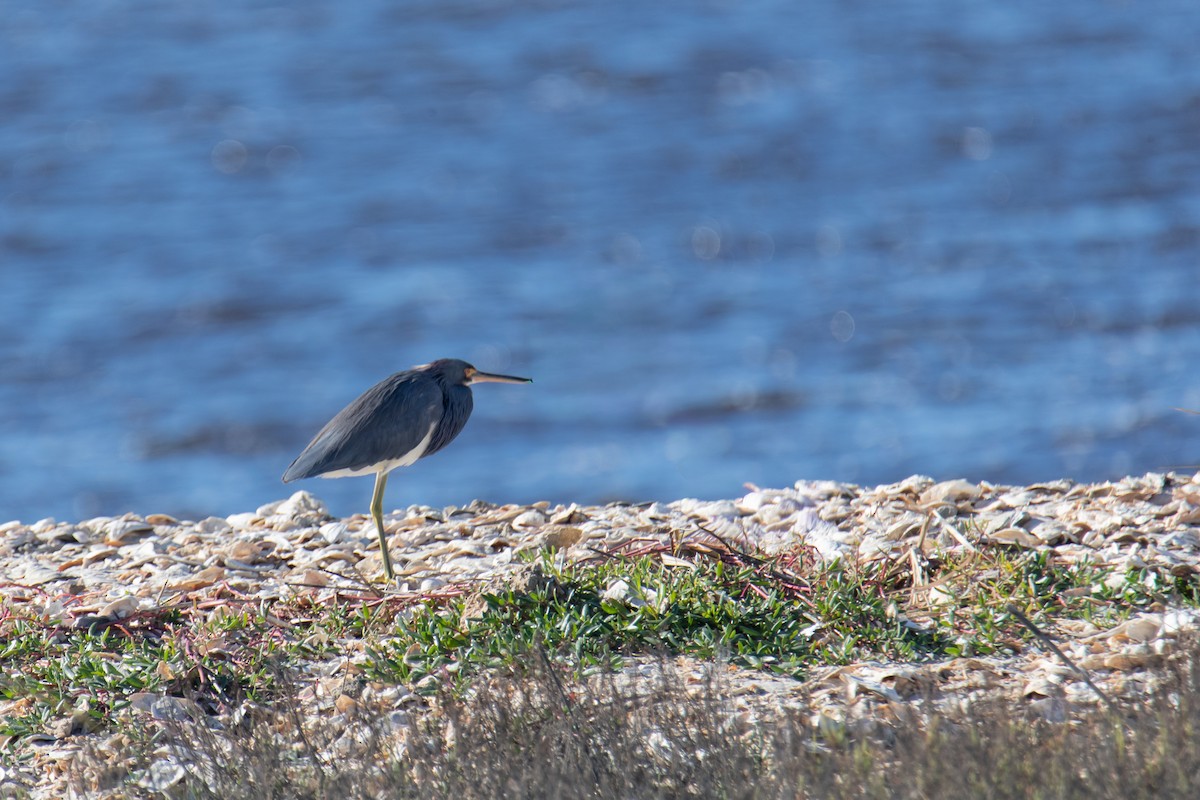 Garceta Tricolor - ML645176650