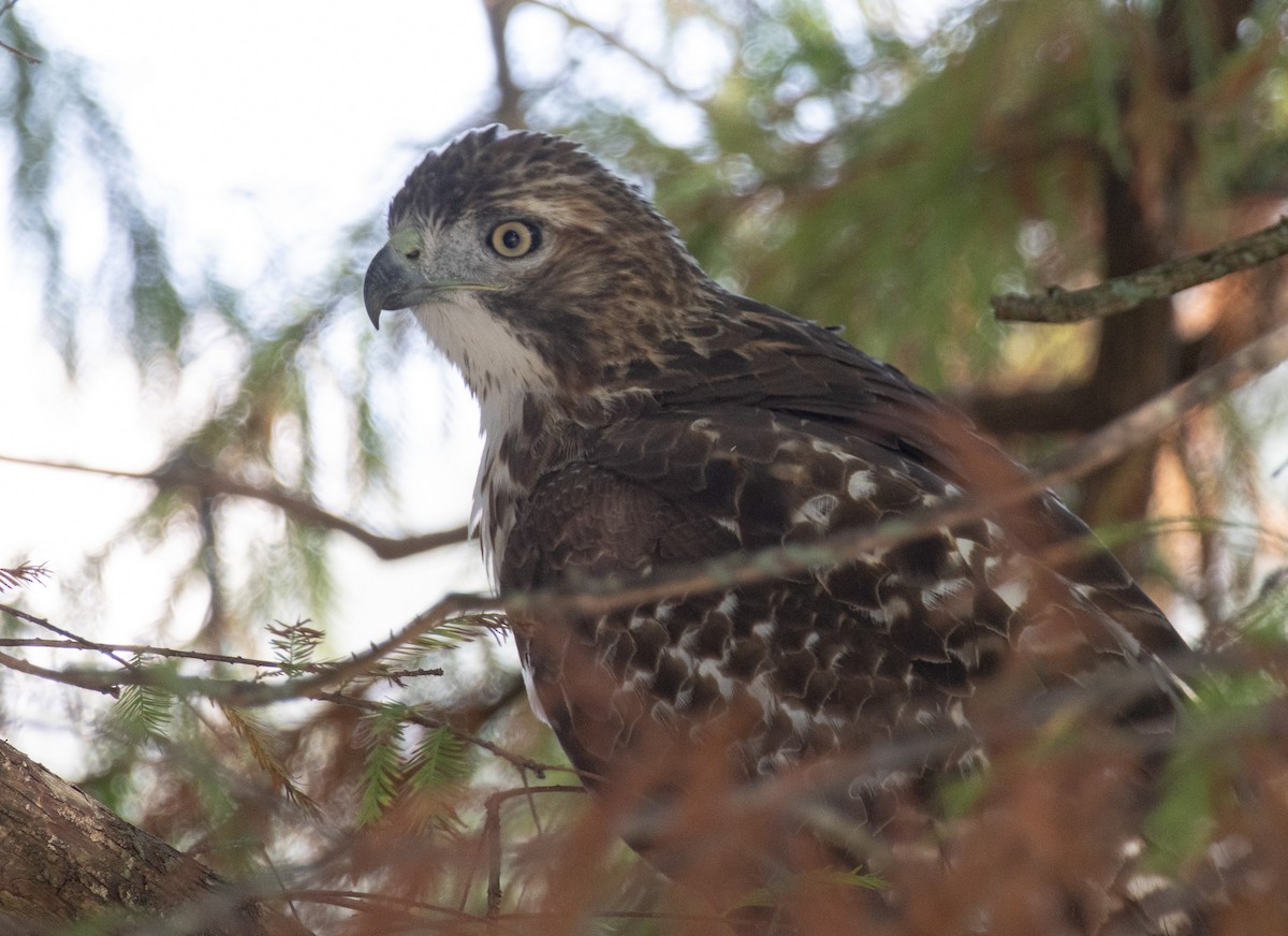 Buteo sp. - ML645176670