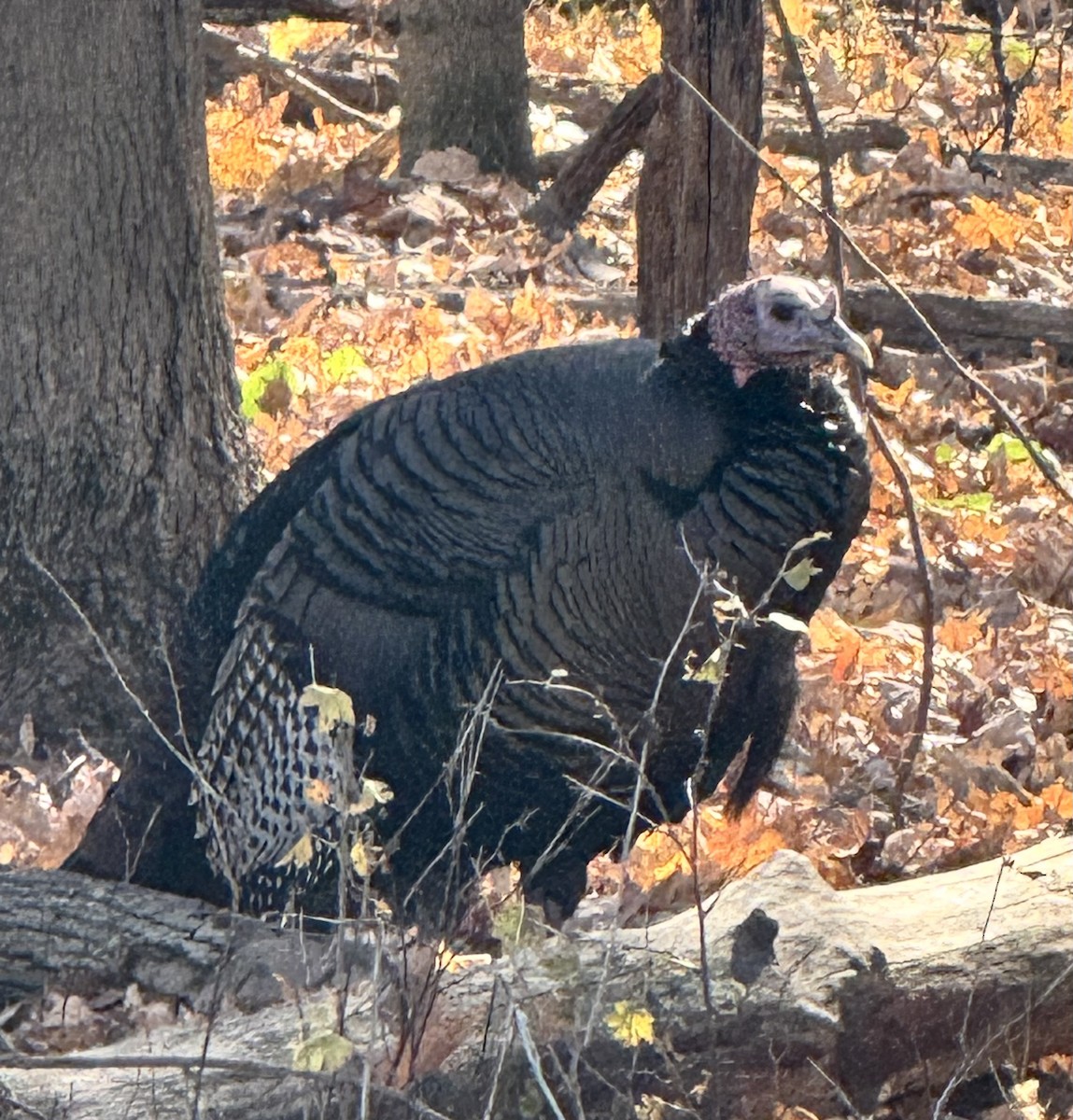 Wild Turkey - ML645176683