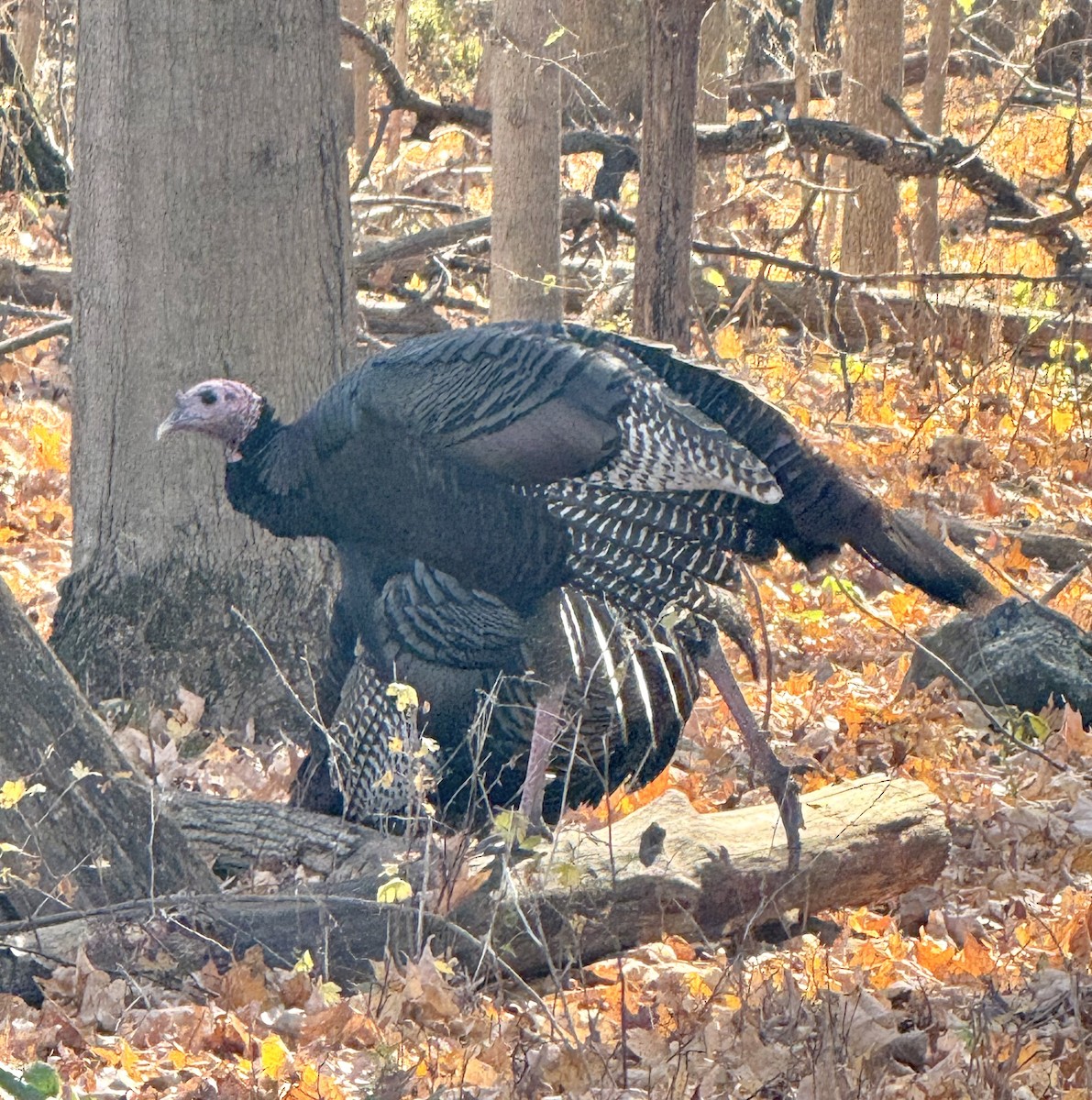 Wild Turkey - ML645176685