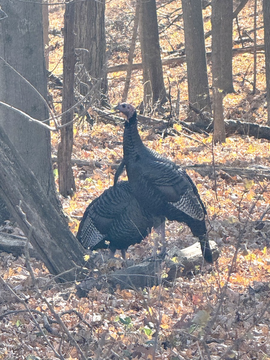 Wild Turkey - ML645176686